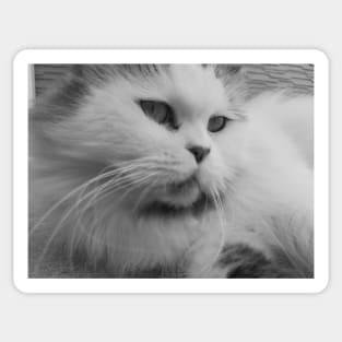 Cute fluffy cat - Black and white photograph Sticker